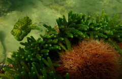 Brachaluteres jacksonianus