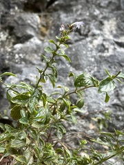 Clinopodium nepeta
