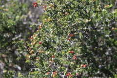 Phylica rogersii