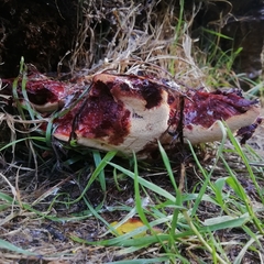 Fistulina hepatica