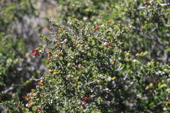 Phylica rogersii