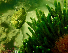 Brachaluteres jacksonianus