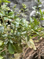 Clinopodium nepeta