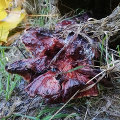 Fistulina hepatica