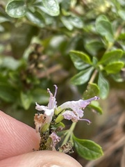 Clinopodium nepeta