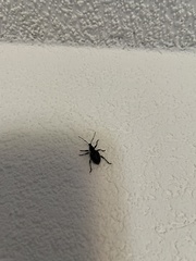 Otiorhynchus rugosostriatus