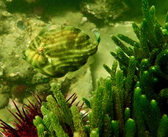 Brachaluteres jacksonianus