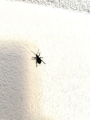 Otiorhynchus rugosostriatus