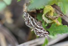 Diasemiopsis ramburialis