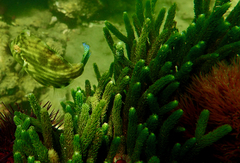 Brachaluteres jacksonianus