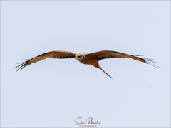 Milvus migrans parasitus