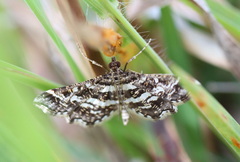 Diasemiopsis ramburialis
