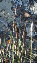 Cannomois spicata