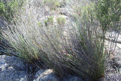 Cannomois spicata