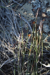 Cannomois spicata