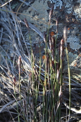 Cannomois spicata