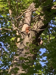 Sciurus vulgaris