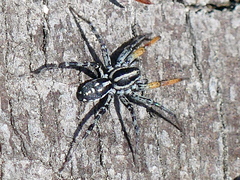 Nyssus coloripes