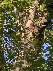 Sciurus vulgaris