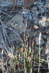 Cannomois spicata