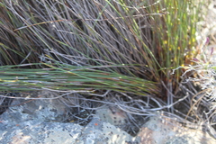 Cannomois spicata
