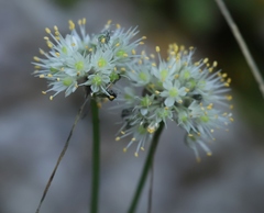 Allium ericetorum
