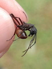 Myrmhopla