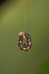 Pholodes sinistraria