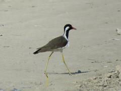 Vanellus indicus