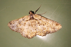 Peribatodes ilicaria