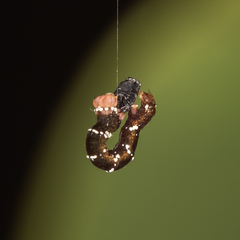 Pholodes sinistraria