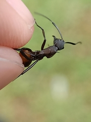 Myrmhopla