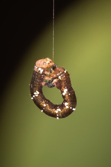 Pholodes sinistraria