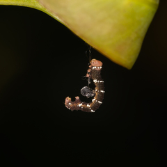 Pholodes sinistraria