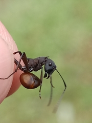Myrmhopla
