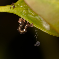 Pholodes sinistraria