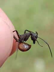 Myrmhopla