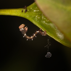 Pholodes sinistraria