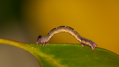 Pholodes sinistraria