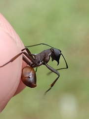 Myrmhopla