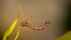 Pholodes sinistraria