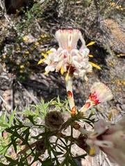 Petrophile diversifolia