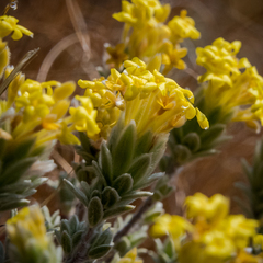 Lasiosiphon polyanthus