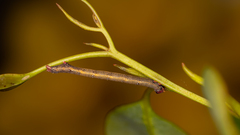 Pholodes sinistraria