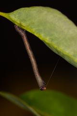 Pholodes sinistraria