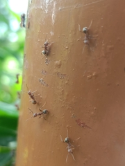 Dolichoderus thoracicus