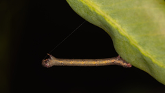 Pholodes sinistraria