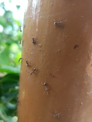 Dolichoderus thoracicus