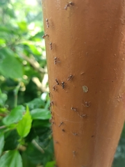 Dolichoderus thoracicus