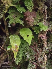 Lepisorus obscurevenolusus